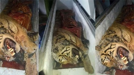 Phát hiện 5 con hổ bị giết lấy nội tạng, đem đi ướp đông