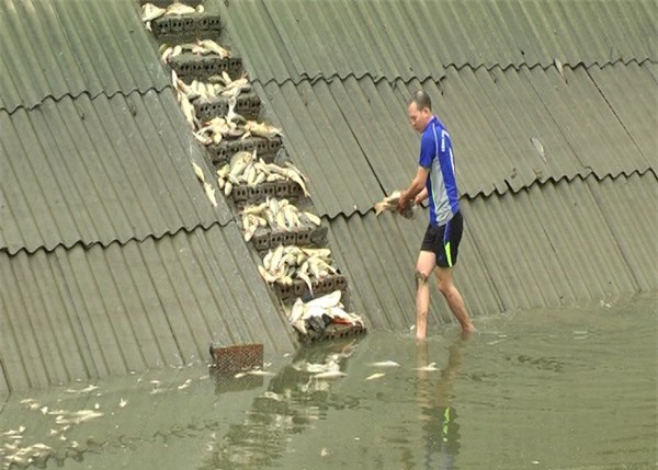 Cá chết trắng ở Lào Cai do nhiễm độc nhà máy phân bón DAP số 2