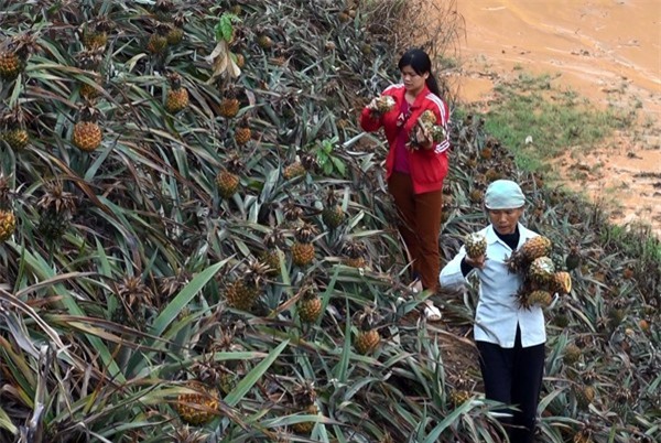 Hàng trăm hecta dứa ở Lào Cai bị thối, nông dân nguy cơ tay trắng