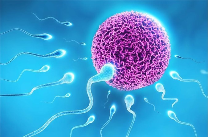 Hành trình 'hội ngộ' đầy gian nan giữa tinh trùng và trứng