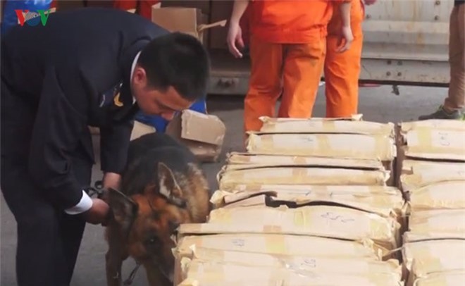 Huy động chó nghiệp vụ kiểm tra container chứa lá Khat