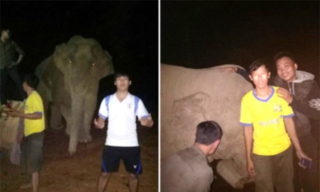 Bất ngờ voi rừng "chơi đùa" cùng công nhân lúc nửa đêm