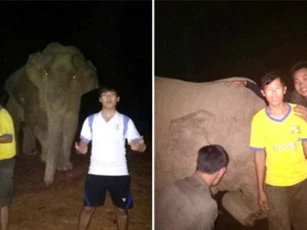 Bất ngờ voi rừng "chơi đùa" cùng công nhân lúc nửa đêm