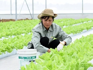 Các nhà băng "rót" hơn 100.000 tỷ cho vay nông nghiệp công nghệ cao