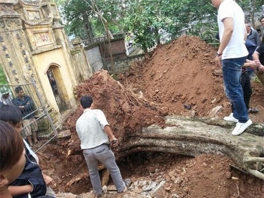 Sốc: Cây sưa 200 tuổi bán đấu giá 24,5 tỷ ở Bắc Ninh 