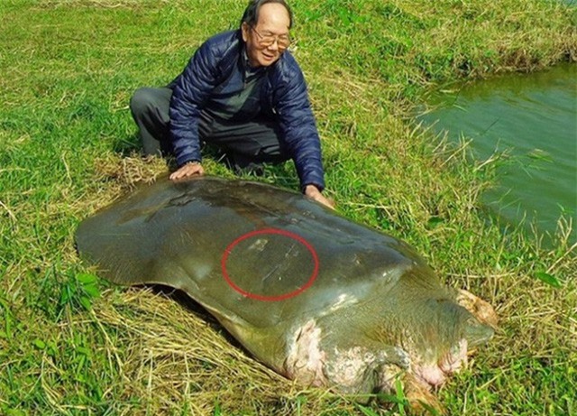 Đúc tượng rùa vàng ở hồ Gươm: PGS Hà Đình Đức nói gì?