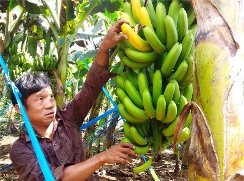 Giá rau quả: Kẻ mừng, người lo