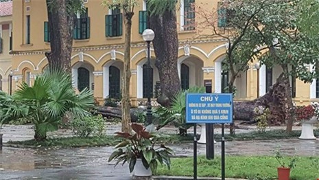 Cây xà cừ bật gốc đè trúng 4 học sinh trường Chu Văn An