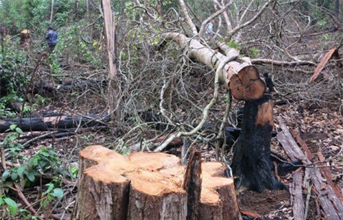 Để mất hàng ngàn ha rừng, cựu lãnh đạo công ty lâm nghiệp bị bắt