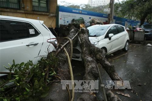 Mưa dông đột ngột, cây xanh bật gốc đè bẹp xế hộp trên đường