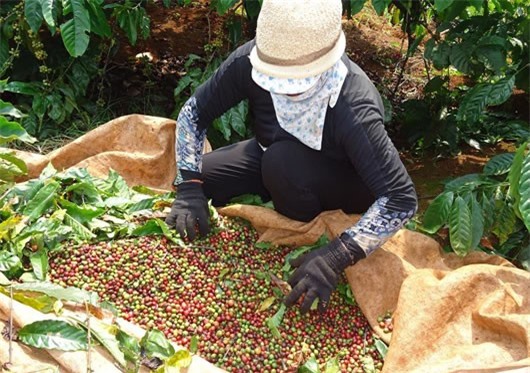 Xuất khẩu cà phê đạt mức tỷ USD