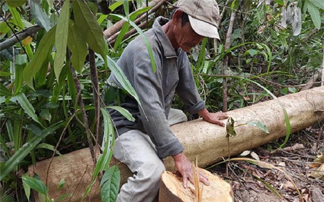 Phá rừng, nuôi bò ở Phú Yên: Bộ NN&PTNT tranh tra, làm rõ