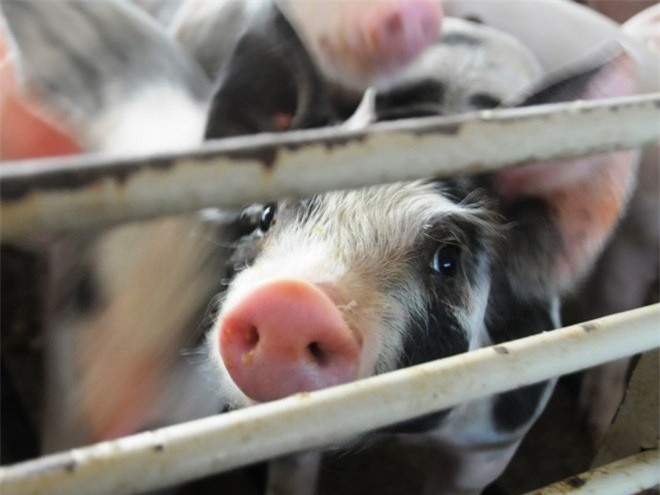 Đàm phán xuất khẩu chính ngạch thịt heo sang Trung Quốc