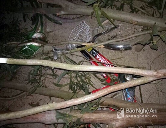 Đi học về, 3 học sinh tiểu học bị cây đè trọng thương