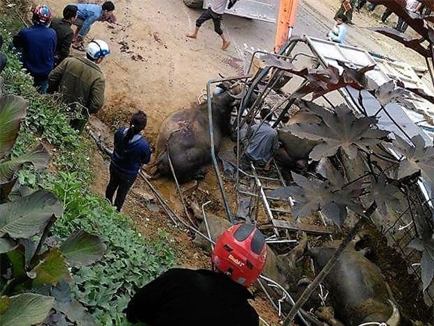 Người tử vong, trâu chết la liệt sau tai nạn ở Lào Cai