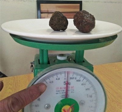 Phát hiện 2 dị vật nghi ''dương bảo'' quý hiếm trong dạ dày dê