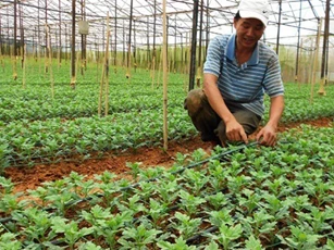 Cải cách nông nghiệp là then chốt thúc đẩy tăng trưởng kinh tế Việt Nam