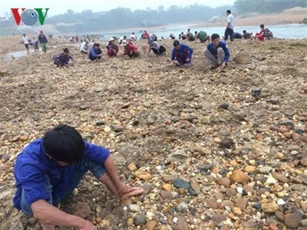 Người dân Phú Thọ đua nhau đi đào “đá quý” trên sông Chảy