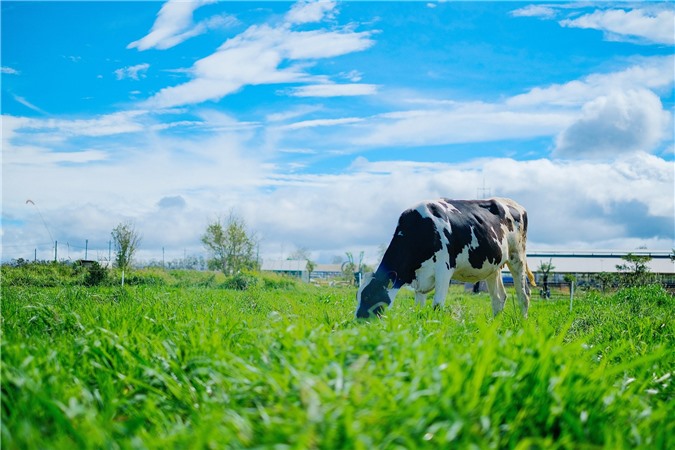 Organic – Xu hướng sống xanh khởi nguồn từ ly sữa hữu cơ tươi ngon thuần khiết