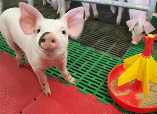 Dừng nhập khẩu thức ăn chăn nuôi chứa kháng sinh kích thích sinh trưởng