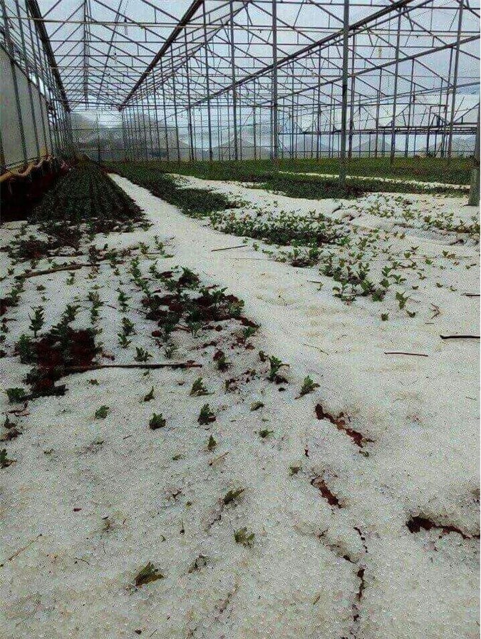 Mưa đá đổ xuống Đà Lạt, nhà vườn thiệt hại nặng nề