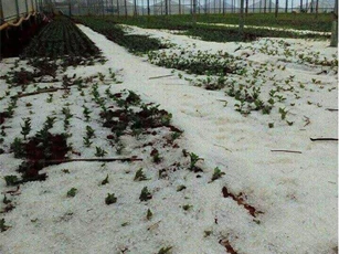 Mưa đá đổ xuống Đà Lạt, nhà vườn thiệt hại nặng nề