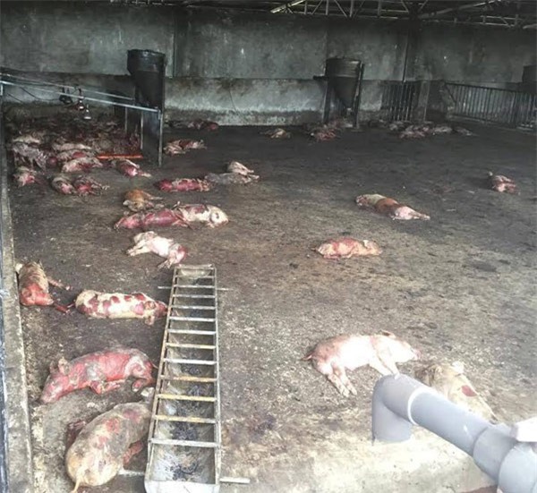 Cháy trang trại, hơn 1.000 con heo chết do ngạt khí