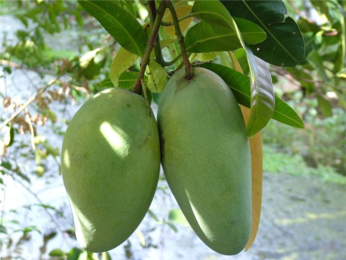 Xoài sạch Suối Lớn chuẩn bị xuất khẩu sang Úc