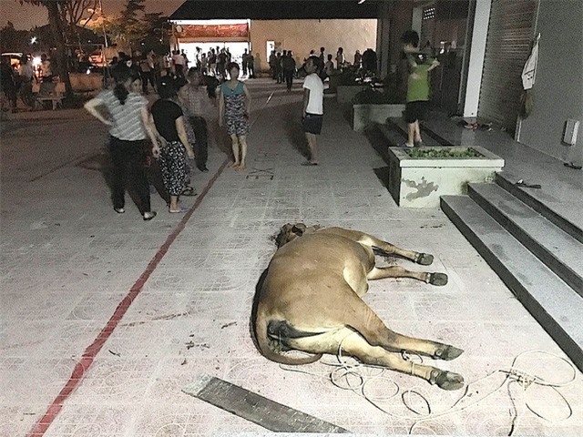 Dân mang bò chết vây kín chung cư đòi làm rõ nguyên nhân