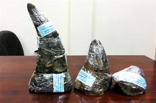 Bắt đôi nam nữ buôn lậu 5kg sừng tê giác quý hiếm qua sân bay