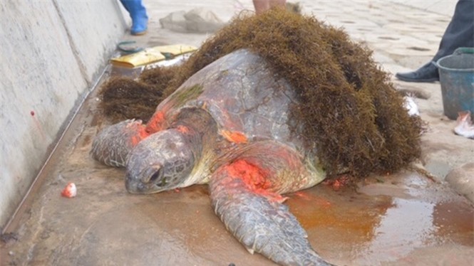 Rùa biển 100 tuổi bị thương nặng trôi dạt biển Nam Định