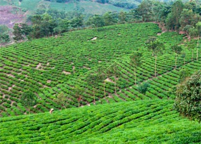 Người phụ nữ chết bất thường bị trói 2 tay trên đồi chè