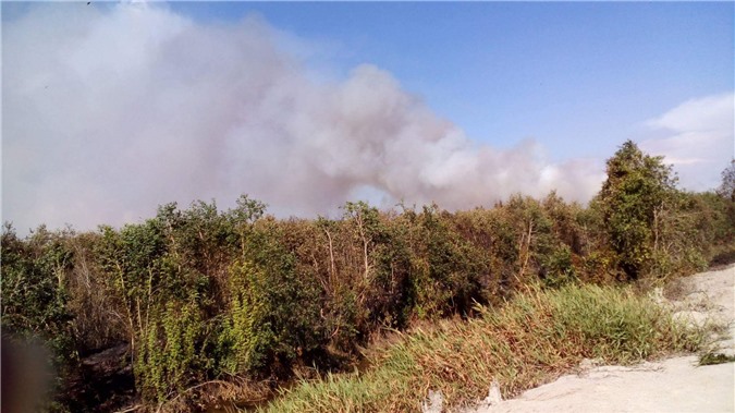 Cháy lớn thiêu rụi hàng chục ha rừng tràm ở An Giang