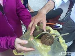 Nghệ An: 37 học sinh nhập viện vì ăn quả ngô đồng