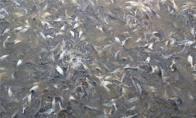 Lên "đỉnh" kỷ lục trong 6 năm, giá cá tra giống đang "hạ nhiệt"