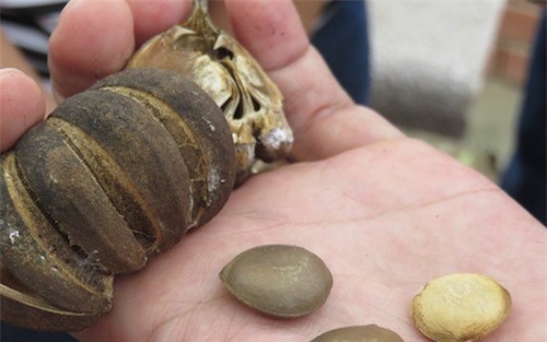 Ngộ độc quả ngô đồng: Sẽ loại bỏ cây có độc ở trường học