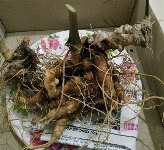 Quảng Nam: Củ sâm Ngọc Linh "khủng" giá gần 500 triệu 