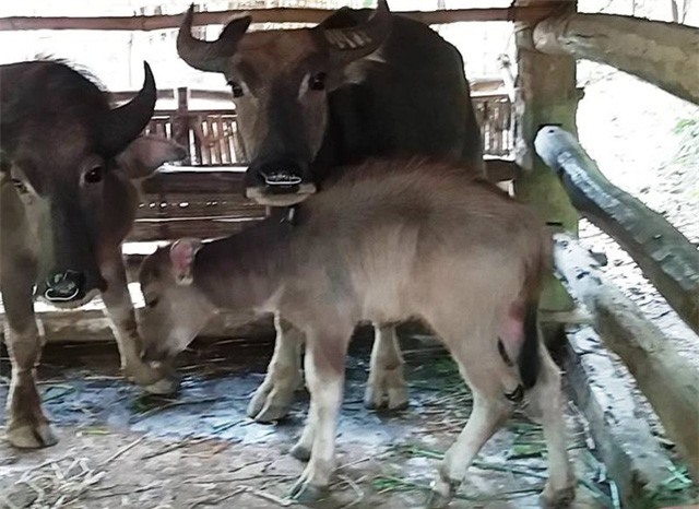 Kinh hoàng đàn trâu bị chém la liệt trong nương ở Thanh Hóa