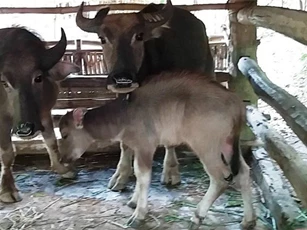Kinh hoàng đàn trâu bị chém la liệt trong nương ở Thanh Hóa