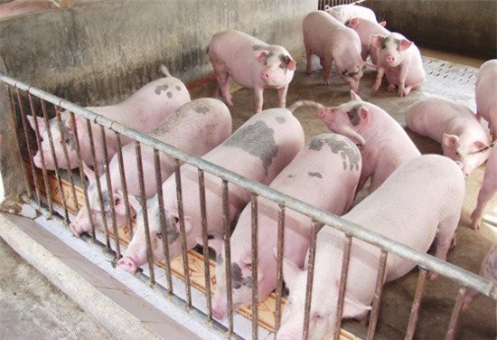 Lợn rớt giá do... dân tăng đàn để xuất khẩu sang Trung Quốc