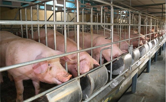 Giải cứu ngành chăn nuôi lợn: Thủ tướng Nguyễn Xuân Phúc ra chỉ đạo "nóng"