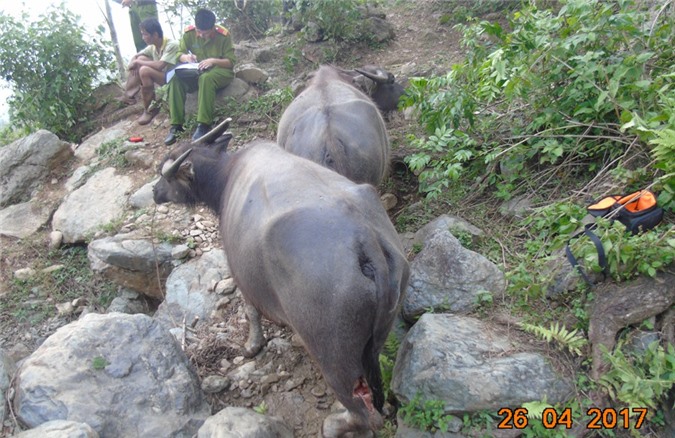 Thanh Hóa: Chém đứt gân chân 11 con trâu vì phá hoa màu