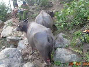 Thanh Hóa: Chém đứt gân chân 11 con trâu vì phá hoa màu