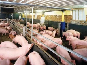 Ngân hàng vào cuộc "giải cứu" người chăn nuôi lợn