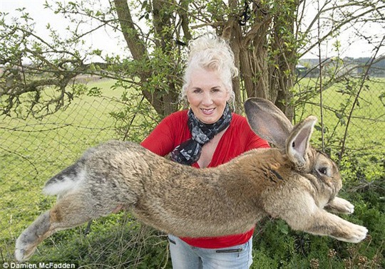 United Airlines bồi thường vụ thỏ khổng lồ chết oan