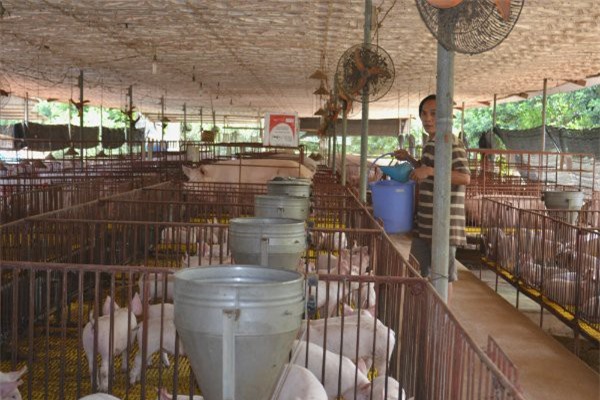 Bộ Công Thương "nhờ" doanh nghiệp tiêu thụ lợn giúp dân