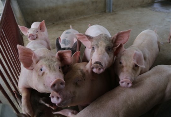 Bộ Tài chính chung tay giải quyết khủng hoảng giá lợn