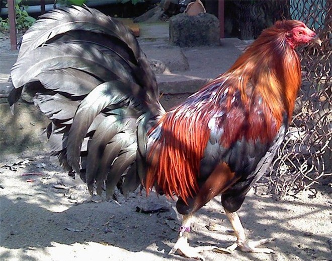 Nam thanh niên lãnh án 18 tháng tù treo vì một con gà