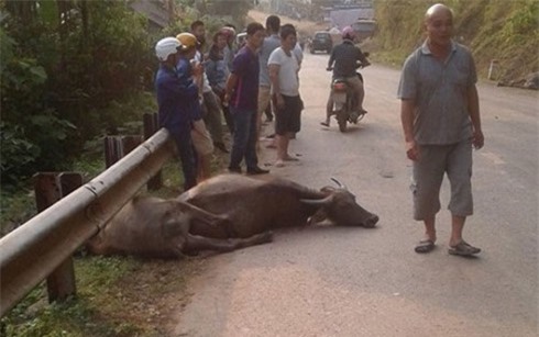 Xe tải mất lái tông chết 9 con trâu trước khi lao xuống vực