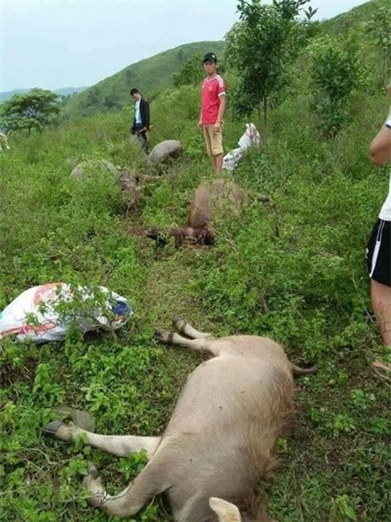 Sét đánh chết 6 con trâu, người đàn ông may mắn thoát nạn